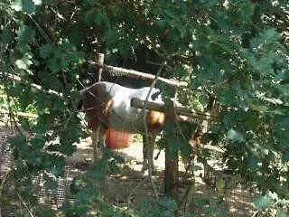 Farm stay Azienda Agricola Fattoria Terranov Sorrento